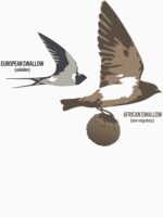 European and African Swallow Unisex T-Shirt - Image 7