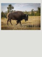 American Bison in Field Essential T-Shirt