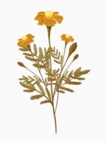 Marigolds Essential T-Shirt