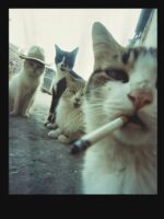 Smoking Cats Meme Unisex T-Shirt - Image 7